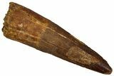 Fossil Spinosaurus Tooth - Real Dinosaur Tooth #340339-1